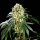 Kannabia Seed Company - Oreoz Usa - 3 Seeds