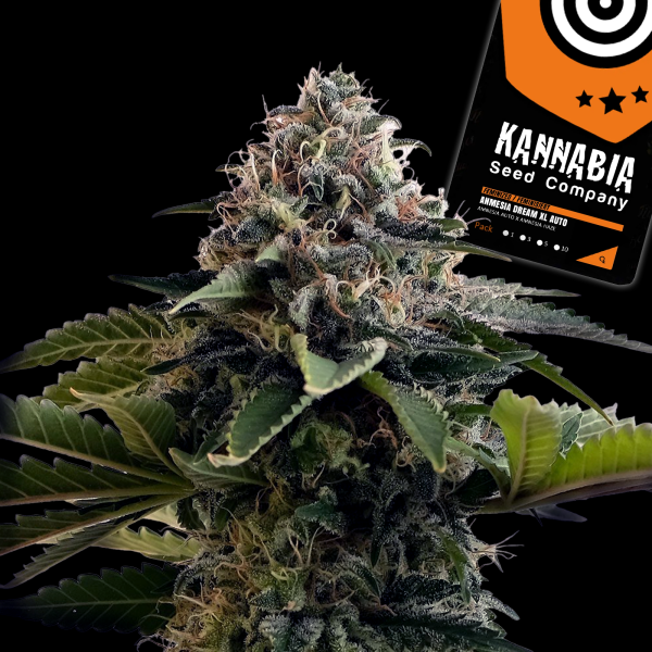 Kannabia Seed Company - Amnesia Dream XL Auto - 3 Seeds