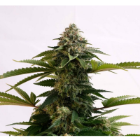 Kannabia Seed Company - Amnesia Dream XL Auto - 3 Seeds