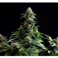 Kannabia Seed Company - Amnesia Dream XL Auto - 3 Seeds