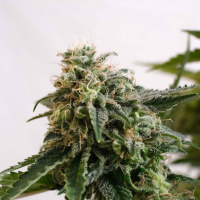 Kannabia Seed Company - Amnesia Dream XL Auto - 3 Seeds
