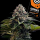 Kannabia Seed Company - Amnesia Dream XL Auto - 3 Seeds