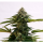 Kannabia Seed Company - Amnesia Dream XL Auto - 3 Seeds