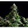 Kannabia Seed Company - Amnesia Dream XL Auto - 3 Seeds