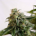 Kannabia Seed Company - Amnesia Dream XL Auto - 3 Seeds