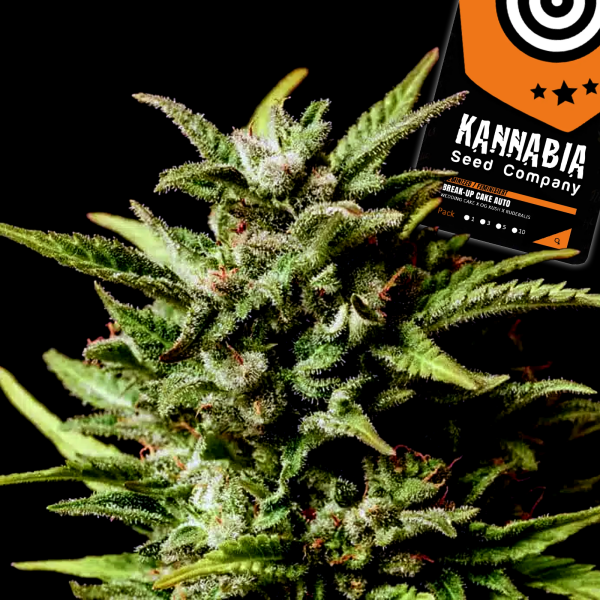 Kannabia Seed Company - Break-Up Cake Auto - 3 Seeds