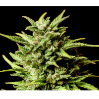 Kannabia Seed Company - Break-Up Cake Auto - 3 Seeds