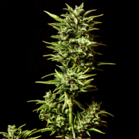 Kannabia Seed Company - Break-Up Cake Auto - 3 Seeds