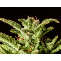 Kannabia Seed Company - Break-Up Cake Auto - 3 Seeds