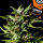 Kannabia Seed Company - Break-Up Cake Auto - 3 Seeds