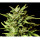 Kannabia Seed Company - Break-Up Cake Auto - 3 Seeds