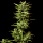 Kannabia Seed Company - Break-Up Cake Auto - 3 Seeds