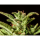 Kannabia Seed Company - Break-Up Cake Auto - 3 Seeds
