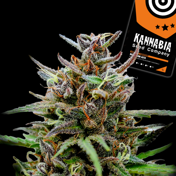 Kannabia Seed Company - Baby Boom Auto - 3 Seeds
