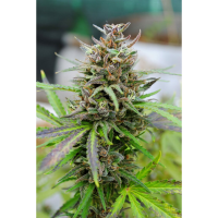 Kannabia Seed Company - Baby Boom Auto - 3 Seeds