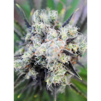 Kannabia Seed Company - Baby Boom Auto - 3 Seeds