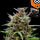 Kannabia Seed Company - Baby Boom Auto - 3 Seeds