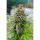 Kannabia Seed Company - Baby Boom Auto - 3 Seeds