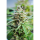 Kannabia Seed Company - Baby Boom Auto - 3 Seeds