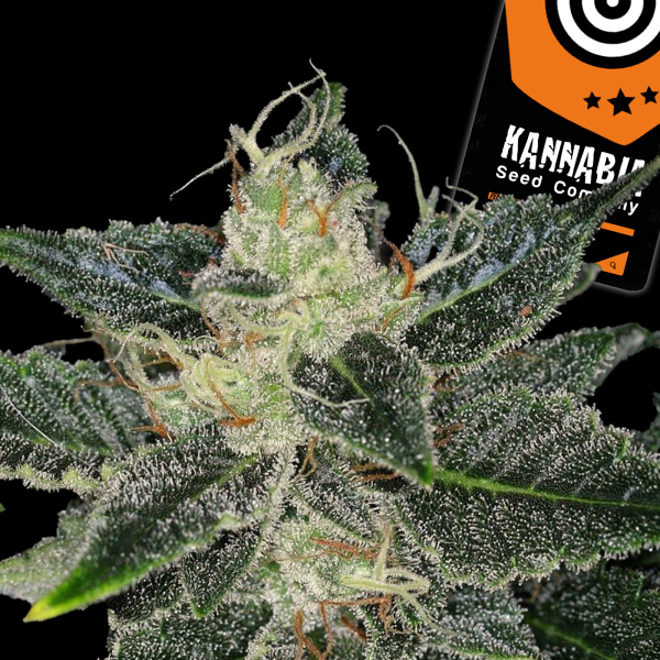 Kannabia Seed Company - Gorilla King Auto -  3 Seeds