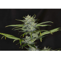 Kannabia Seed Company - Gorilla King Auto -  3 Seeds