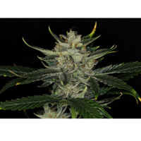 Kannabia Seed Company - Gorilla King Auto -  3 Seeds