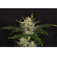 Kannabia Seed Company - Gorilla King Auto -  3 Seeds