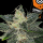 Kannabia Seed Company - Gorilla King Auto -  3 Seeds