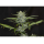 Kannabia Seed Company - Gorilla King Auto -  3 Seeds