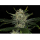 Kannabia Seed Company - Gorilla King Auto -  3 Seeds