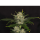 Kannabia Seed Company - Gorilla King Auto -  3 Seeds