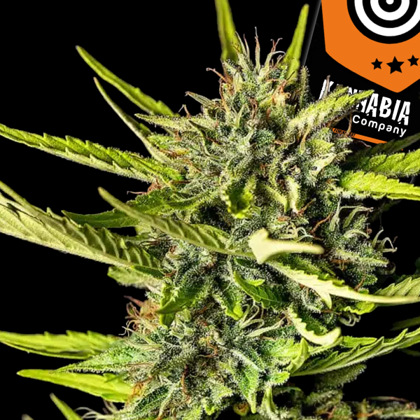 Kannabia Seed Company - Strawberry Haze Auto - 3 Seeds