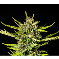 Kannabia Seed Company - Strawberry Haze Auto - 3 Seeds