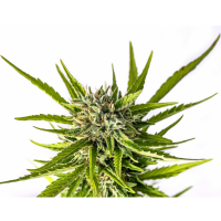 Kannabia Seed Company - Strawberry Haze Auto - 3 Seeds