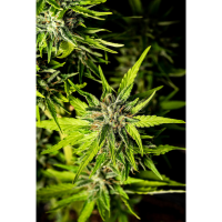 Kannabia Seed Company - Strawberry Haze Auto - 3 Seeds