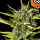 Kannabia Seed Company - Strawberry Haze Auto - 3 Seeds