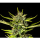 Kannabia Seed Company - Strawberry Haze Auto - 3 Seeds