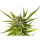 Kannabia Seed Company - Strawberry Haze Auto - 3 Seeds