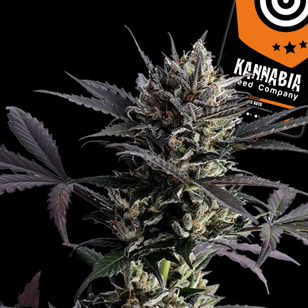 Kannabia Seed Company - Lemon Haze Auto -  3 Seeds