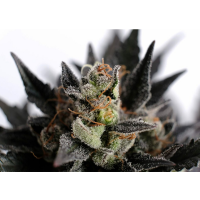 Kannabia Seed Company - Lemon Haze Auto -  3 Seeds