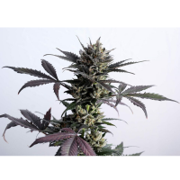 Kannabia Seed Company - Lemon Haze Auto -  3 Seeds