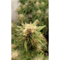 Kannabia Seed Company - Lemon Haze Auto -  3 Seeds
