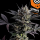 Kannabia Seed Company - Lemon Haze Auto -  3 Seeds