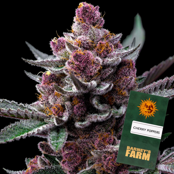 Barneys Farm - Cherry Poppers