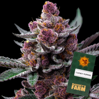 Barneys Farm - Cherry Poppers