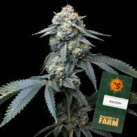 Barneys Farm - Jealousy