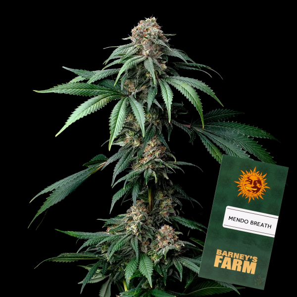 Barneys Farm - Mendo Breath