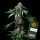 Barneys Farm - Mendo Breath