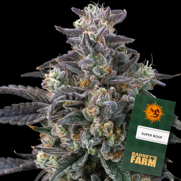Barneys Farm - Super Boof