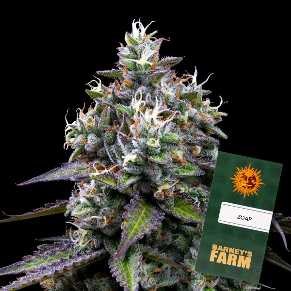 Barneys Farm - Zoap